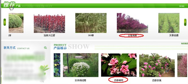 營(yíng)銷型苗木類網(wǎng)站常見問題簡(jiǎn)述分析